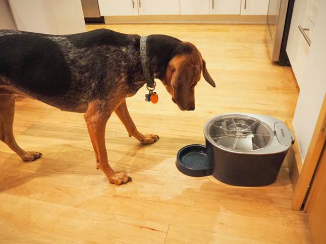 Bluetick coonhound Abby tests PetSafe six meal feeder