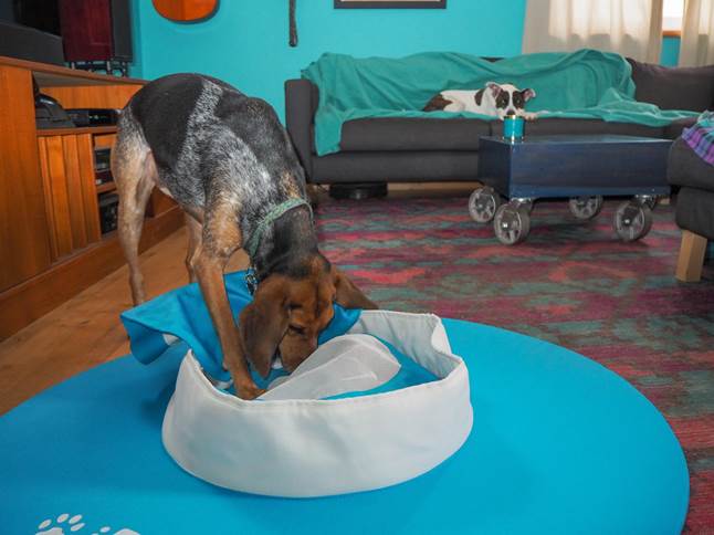 Abby the bluetick coonhound using iDig Stay from iFetch