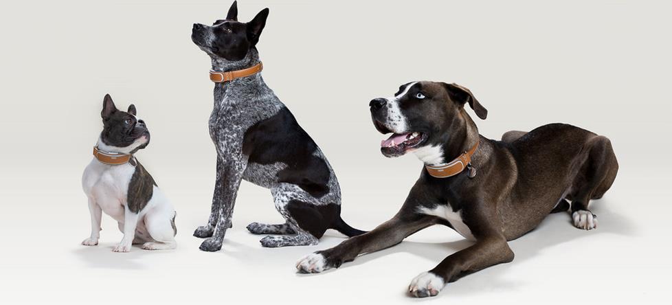 Link AKC is an award-winning pet activity monitor and activity tracker that fits lovable dogs of all sizes.