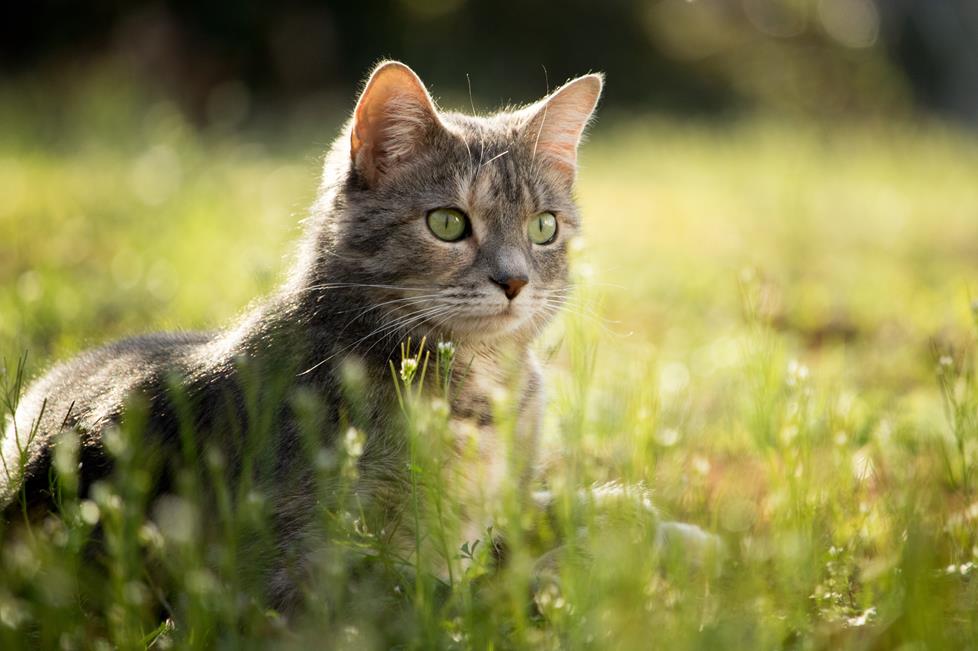 Use a telephoto lens for stunning pet portraits