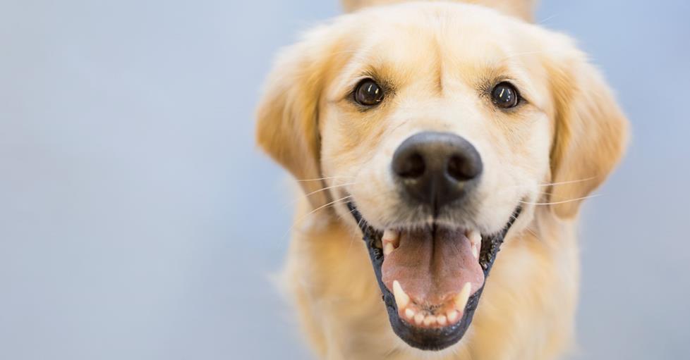 Dogs like music too