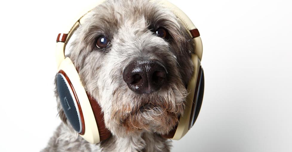 Dogs like music too
