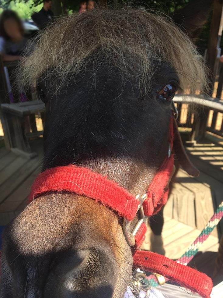 Gus