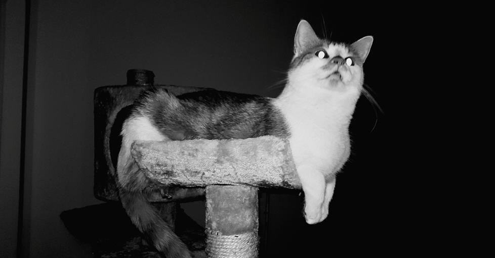 Pet Camera Buying Guide