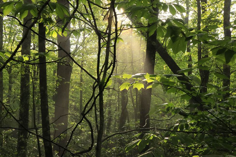 Morning sun shining through the leaves.