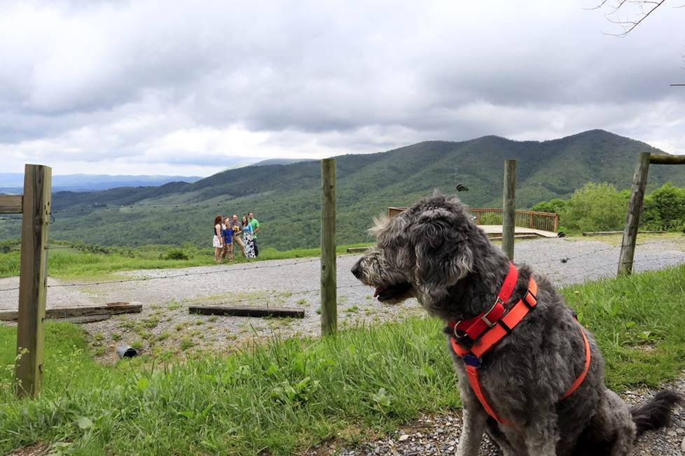 Nina the dog looking out over the mountains.