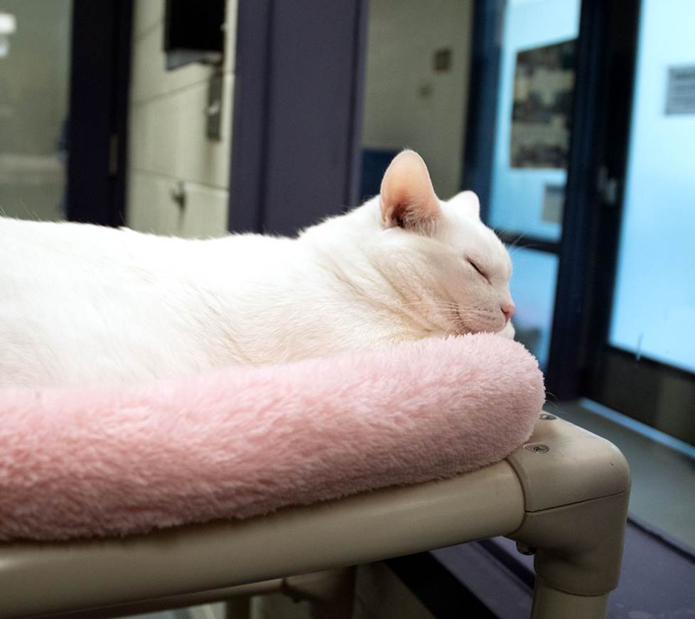 One of the shelter cats napping in the lobby.