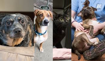 4 things we learned from our local shelter pets