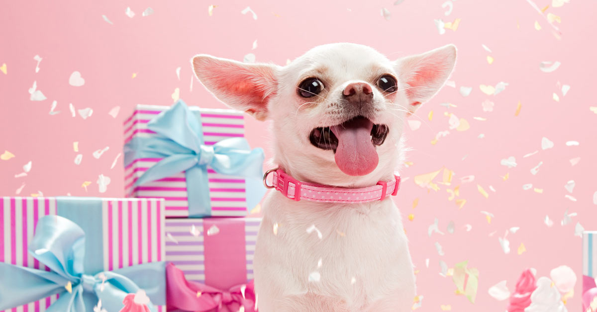 Top 10 gifts for dogs and cats