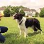 PetSafe Automatic Ball Launcher From PetSafe: Training your dog to use the automatic ball launcher