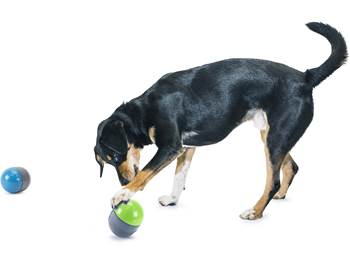 Interactive Cat & Dog Toys