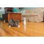 FroliCat Bolt Interactive Laser Cat Toy Up to 15 minutes of automated fun for your cat every time you turn it on