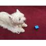 Pet Acoustics Pet Tunes Canine Other