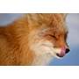 Nikon NIKKOR Z 400mm f/4.5 VR S Get close views of wildlife from far away