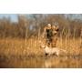 Garmin Delta® SE Dog Collar Other