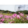Sony FE 24-105 mm f/4 G OSS Capture a wide-angle view...