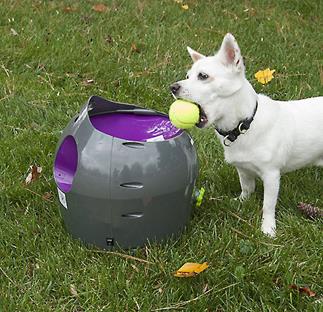 this dog loves his automatic ball launcher