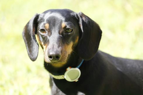 Our part-time canine intern Sophia wearing the PetKit Fit P2 dog activity monitor.