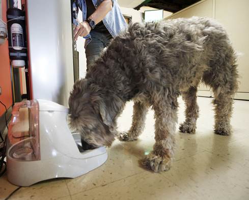 Canine intern Nina drinks from PetSafe Drinkwell Platinum Fountain at Crutchfield HQ.