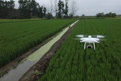 DJI P4 multispectral drone flying over field