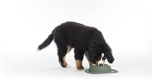 Doggo drinking out of WeatherTech Single Low Pet Feeding System