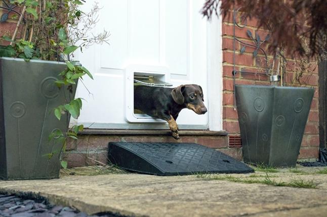 Dachshund uses Microchip Pet Door Connect to exit house