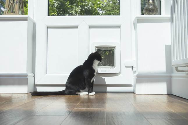 Cat looks through SureFlap Microchip Pet Door Connect