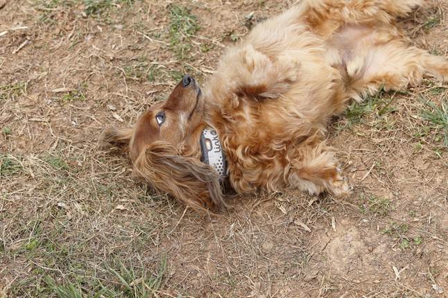 Dachshund wearing LINK AKC smart collar laying on his back