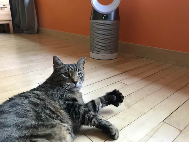 Kitty cat Radar models the Dyson Pure Cool air purifying fan.