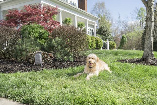 Keep your pet safe and at home with the YardMax In-Ground Fence.
