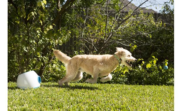 automatic dog ball thrower