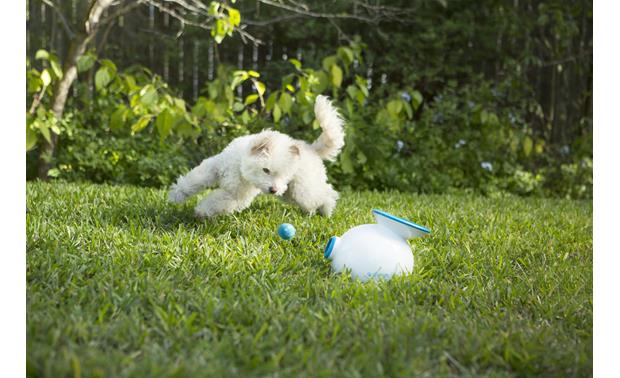 automatic ball thrower for small dogs