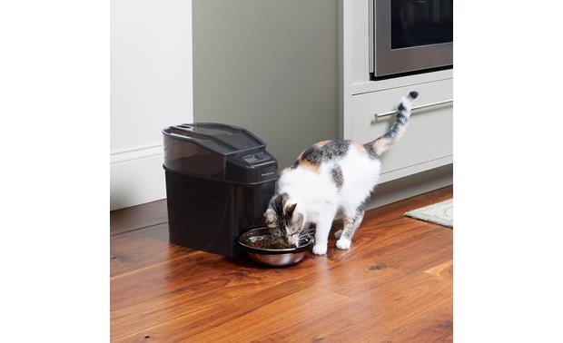 Best automatic outlet cat feeder 2017