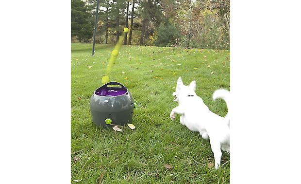 petsafe automatic ball launcher