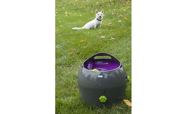 petsafe automatic ball launcher