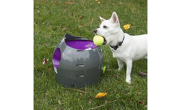 automatic dog ball