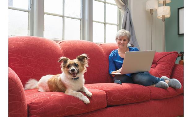 100 yard remote trainer