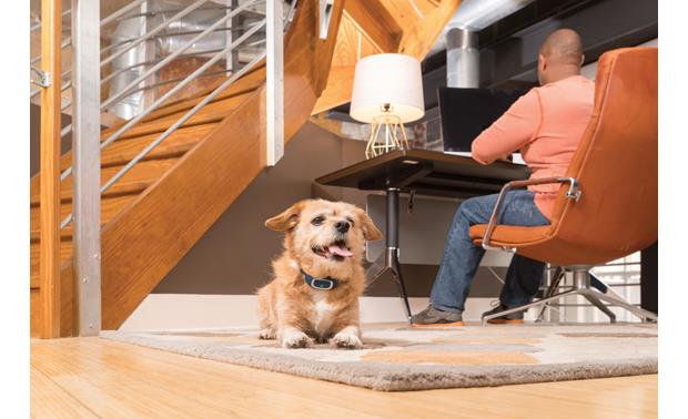 100 yard remote trainer