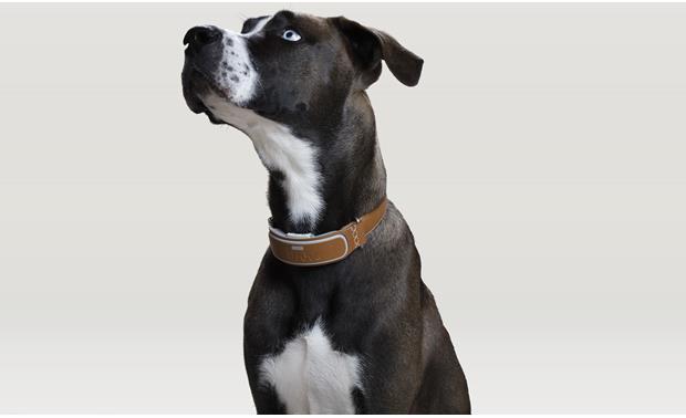 akc gps collar