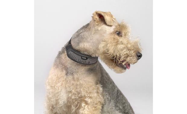 akc gps collar