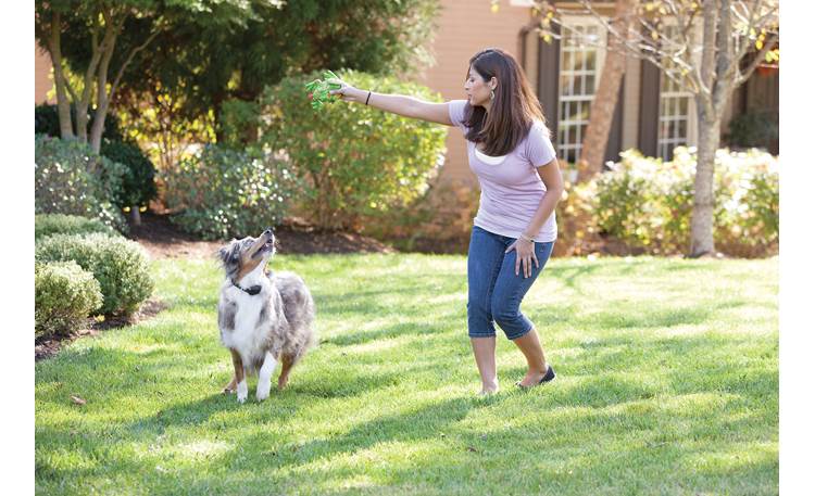 PetSafe YardMax® In-Ground Fence Play in the yard, safe from traffic