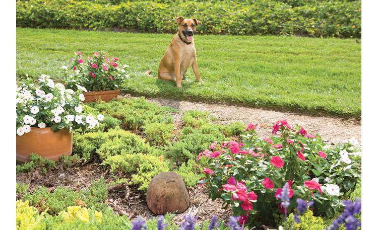 PetSafe Pawz Away® Outdoor Pet Barrier Teach your pet to look but not touch