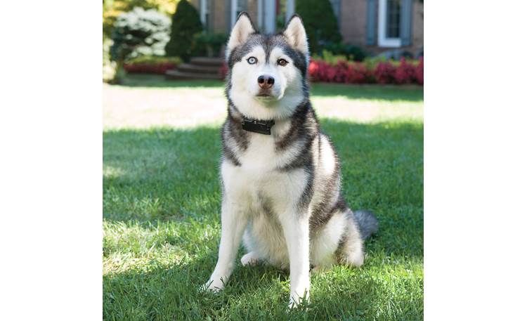 PetSafe Stubborn Dog In-ground Fence™ Collar fits neck sizes 6-28