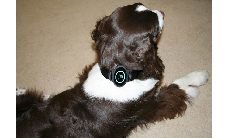 Pet acoustics ultra calmer collar Clearance