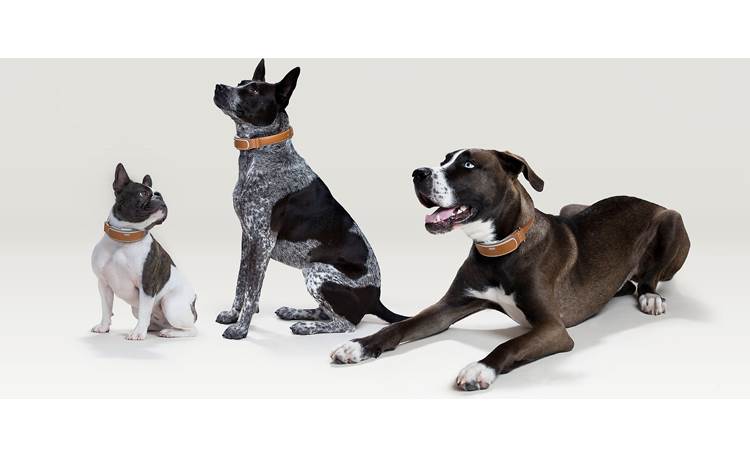 Link AKC If your dog starts out small and gets bigger, Link AKC will upsize the collar for free