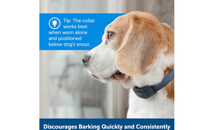PetSafe Audible Bark Collar Proper placement is key