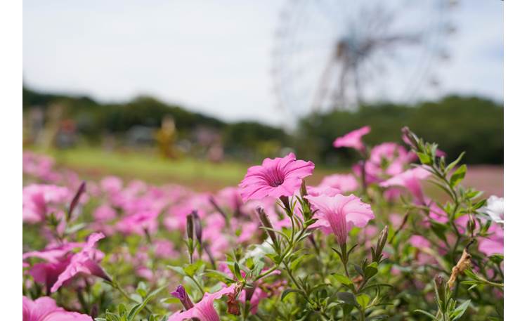 Sony FE 24-105 mm f/4 G OSS Capture a wide-angle view...