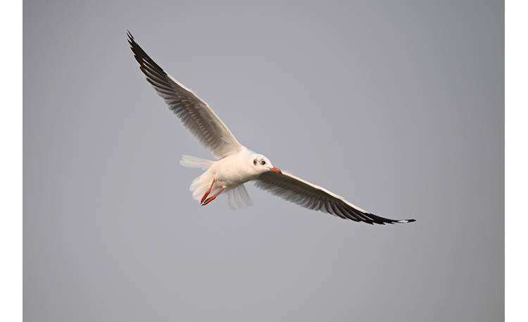 Nikon Z 6III Zoom Lens Kit Sample image provided by Nikon