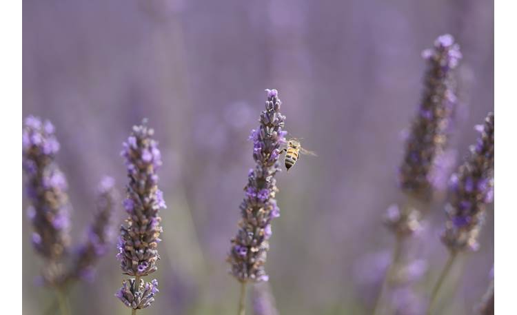 Canon RF 70-200mm f/2.8 L IS USM Z Sample image provided by Canon