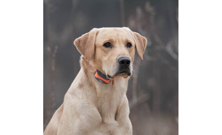 thumbnail image 2 of SportDOG Blaze Orange 30-Foot Check Cord – Tangle-Free Training Lead With Brass Snap 2 of 5
